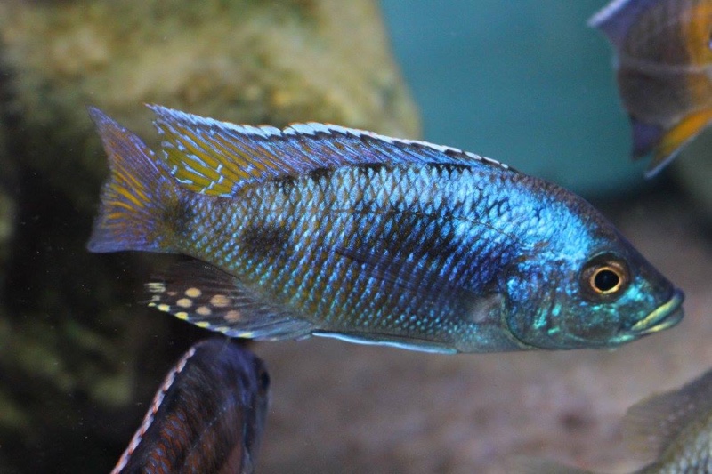 Otopharynx antron 'Masinje'